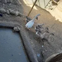 تخم قو|حیوانات مزرعه|خرمآباد, |دیوار