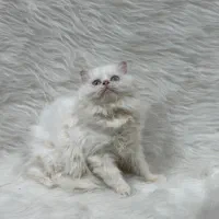 گربه پرشین|گربه|کرمانشاه, |دیوار