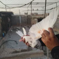 کبوتر پرشی(شکار)|پرنده|اصفهان, سلطان‌آباد|دیوار