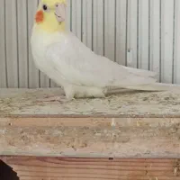 عروس هلندی سخنگو و اهلی