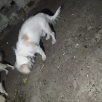 واگذاری سگ خانگی|سگ|زاهدان, |دیوار