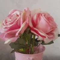 گل رز