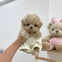 مالتیز عروسکی|سگ|سنندج, |دیوار