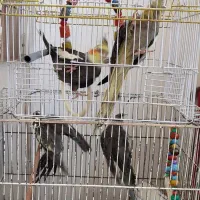 عروس هلندی|پرنده|قنوات, |دیوار