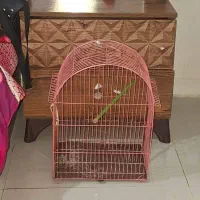 قفس مناسب پرنده