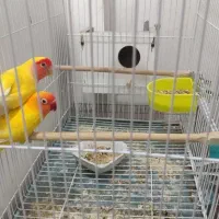 طوطی کوتوله|پرنده|مشهد, کوه سنگی|دیوار