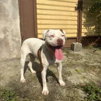 واگذاری سگ پیتبول یه ساله ماده|سگ|بندر انزلی, چهارفریضه|دیوار