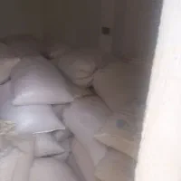 گندم دیم آذر دو سرخس بذری درجه یک