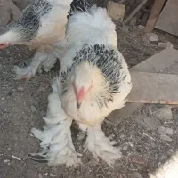 نیمچه خروس برهما