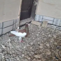 کفتر یهودی سرخ