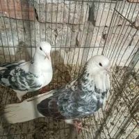 سلام ۱۸جفت کفترگلچین