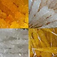 نبات شاخه و چوبی زرد و سفید، نبات چوبی کاور دار