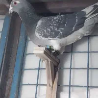 کفتر|پرنده|طرقبه, |دیوار