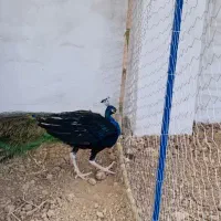 جوجه طاووس|پرنده|فرح آباد, |دیوار