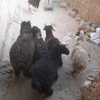۵ راس بره نر و ماده سبک جفتی ۵۸ کیلو.بیضا|حیوانات مزرعه|شیراز, گویم|دیوار
