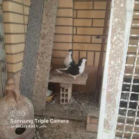 سلام کبوتر پلاس