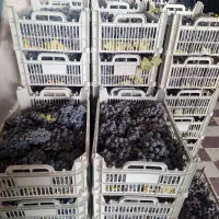 فروش انگور سیاه