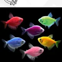 ماهی کالر فیش|ماهی|مرودشت, ثبت احوال|دیوار