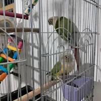 گرینچک جفت مولدو حلقه پا