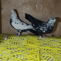 کبوتر. سینه ذغالی. پشت دار. سرخ پرش بالا|پرنده|اصفهان, رهنان|دیوار