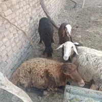 گوسفند|حیوانات مزرعه|هلالی, |دیوار