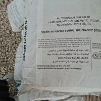 بذر گندم فرانسوی|گل و گیاه طبیعی|سرپل ذهاب, |دیوار