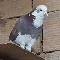 نر شازده قرمز شمرونی نر کله دم سبز ماده ساده