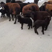 گوسفند|حیوانات مزرعه|لیلان, |دیوار