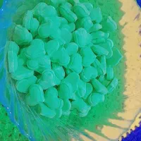 قندونبات فانتزی|خوردنی و آشامیدنی|ایرانشهر, |دیوار