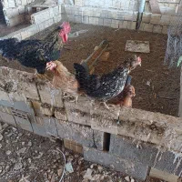 فروش مرغ وخروس