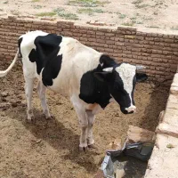 یه عدد گوساله نر هلشتاین