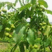 نهال چندلر سلطان گردوهای پربار|خدمات باغبانی و درختکاری|سنندج, |دیوار