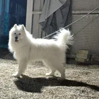 واگذاری فوری (نژاد ساموئید)