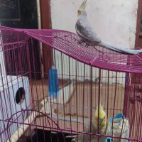 فروش هلندی|پرنده|میناب, |دیوار