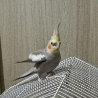 عروس هلندی مولد|پرنده|قدس, شهر‌قدس|دیوار