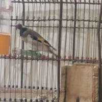 سهره قلمی|پرنده|مسجد سلیمان, |دیوار