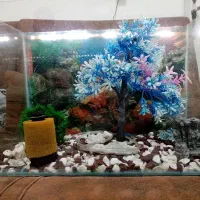 اکواریوم بزرگ نونو معاوضه با کبوتر  قیمت توافقی