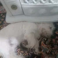 سگ شیتزو|سگ|خرمآباد, |دیوار