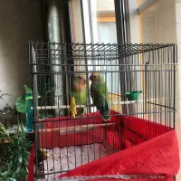 فروش دوطوطی برزیلی