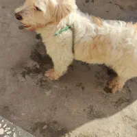 سگ شیتزو|سگ|آزادشهر, |دیوار