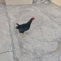 فروش یا معاوضه با مرغ تخم گذار