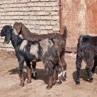 بزغاله ماده