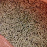 جو هاشمی|خوردنی و آشامیدنی|لاهیجان, شقایق|دیوار