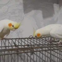 عروس هلندی ماده