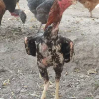 خروس لاری