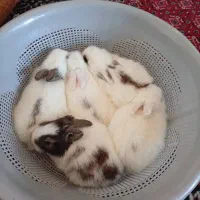 بچه خرگوش 2 هفته