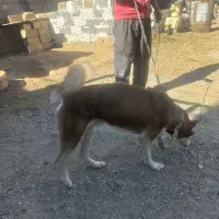 سگ حاسگی|سگ|چهاربرج, |دیوار