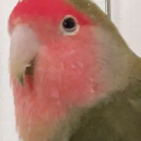 طوطی برزیلی با قفس|پرنده|بیرانوند, |دیوار