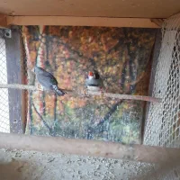 فنچ رو تخم کارداده|پرنده|پاکدشت, شهرک انقلاب|دیوار