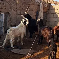 فروش دام|حیوانات مزرعه|قم, شهرک توانیر|دیوار